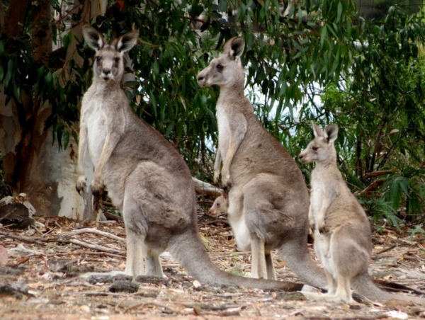 животный мир австралии - кенгуру