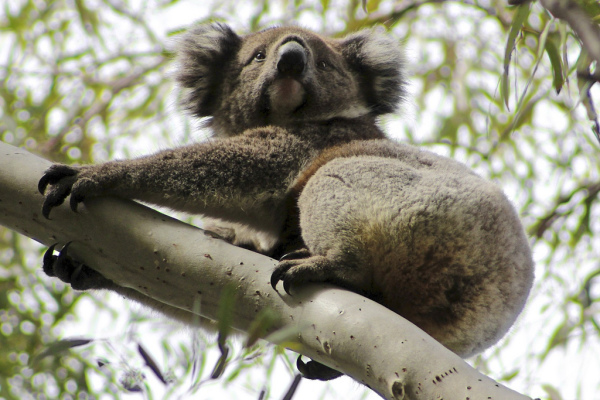 австралийское животное коала