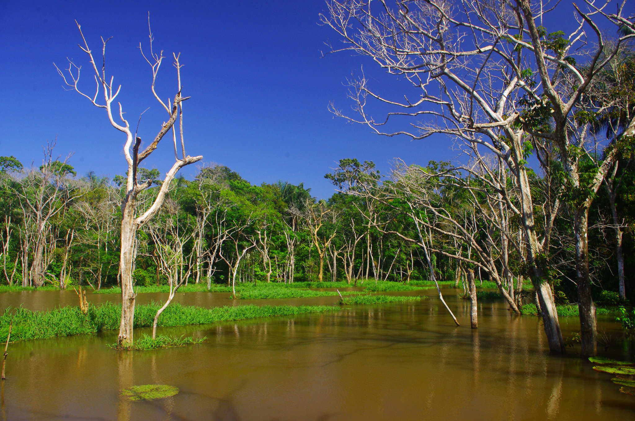Бразилия природный мир. Амазонская Сельва Бразилии. Манаус Бразилия Амазонка. Бразилиа природа. Бразилия Амазонская водяная.