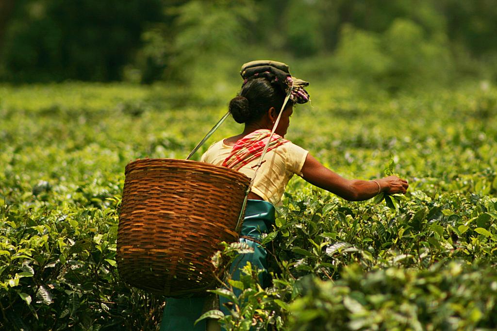 Tea Assam India.